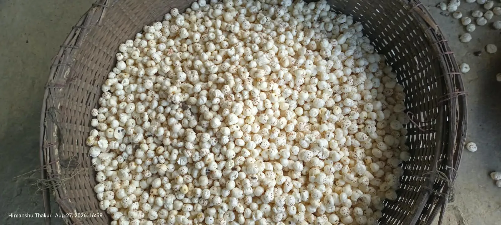 Makhana